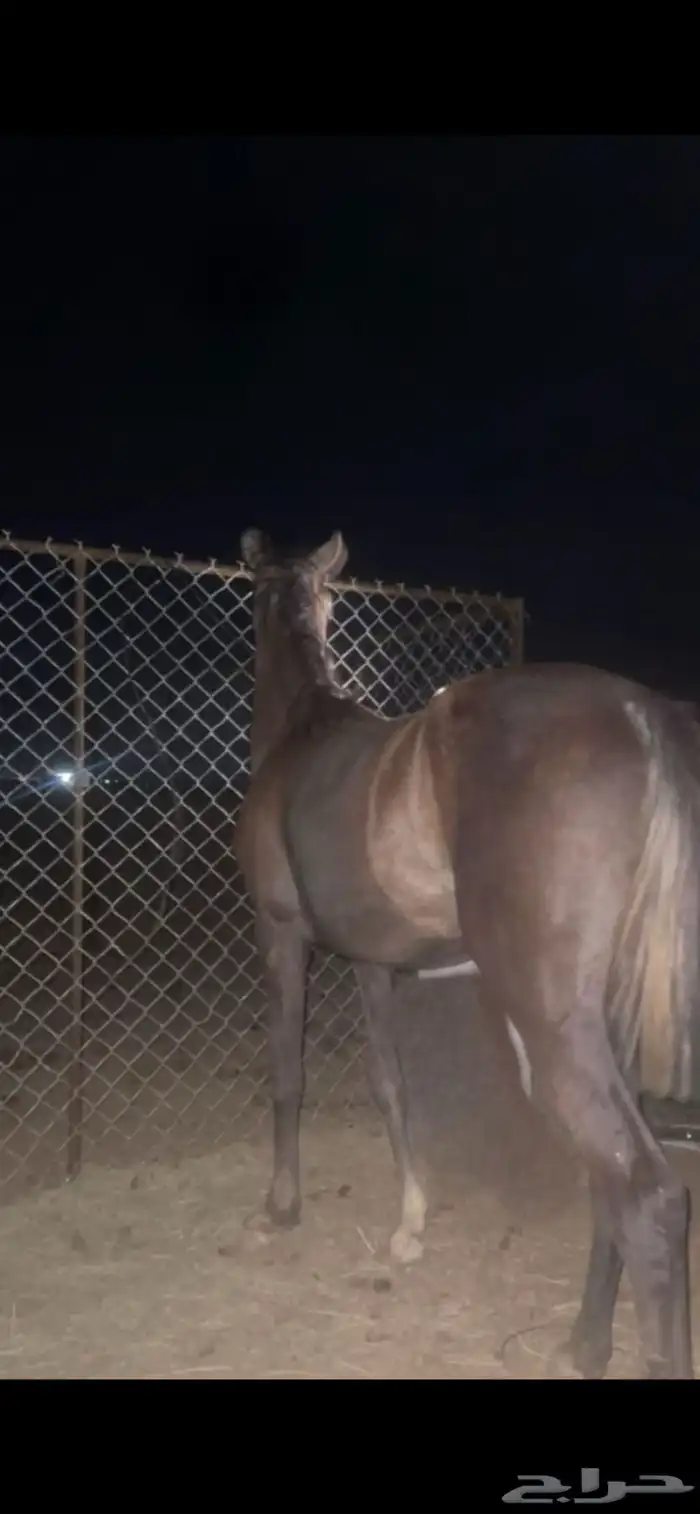 مهر بطل مستقبله قدمه والحد 2300 1