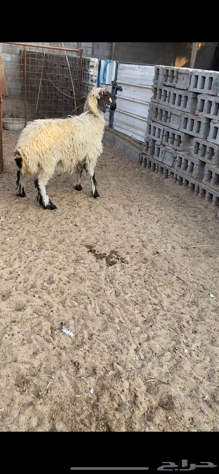 جذعه و ثنيه 3