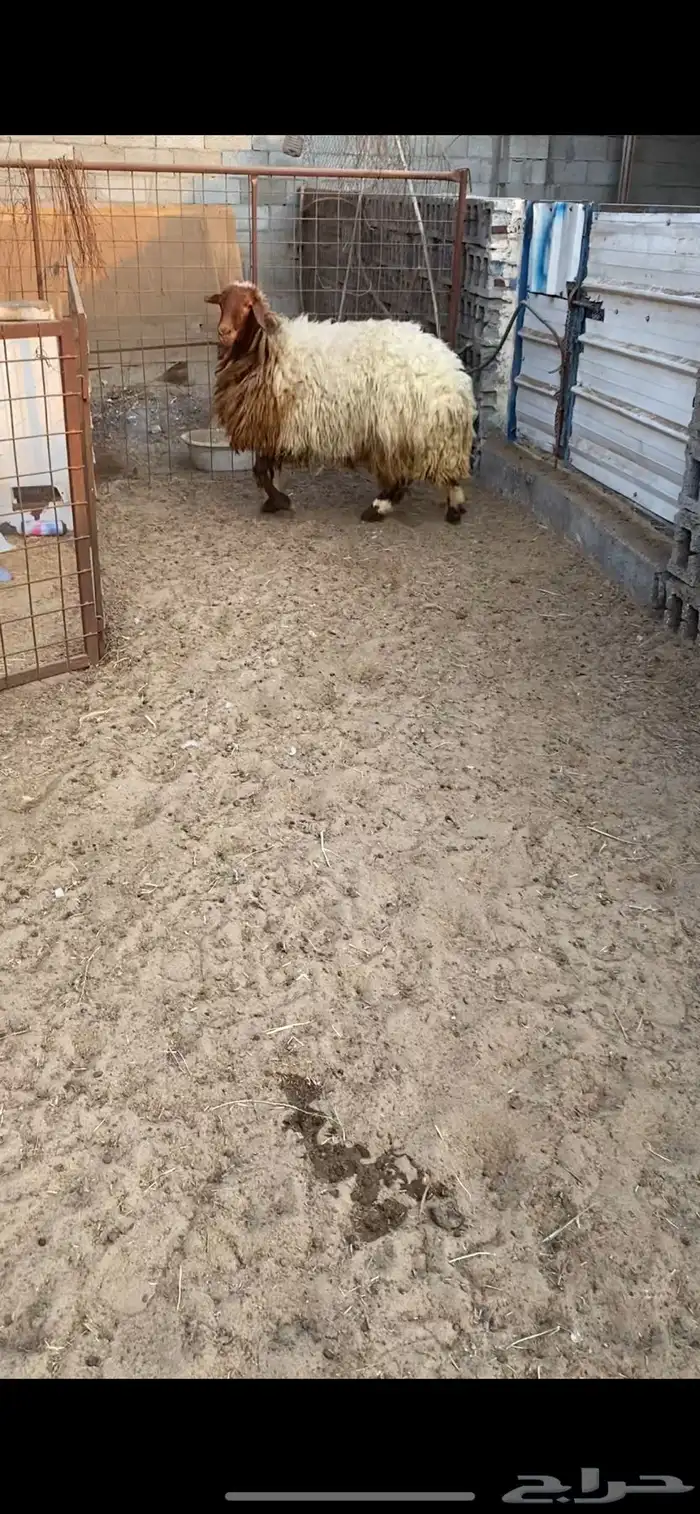 جذعه و ثنيه 0