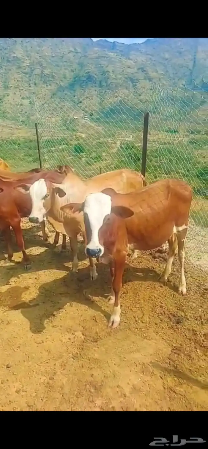 سبعة ذكور ثنتين إناثي 1