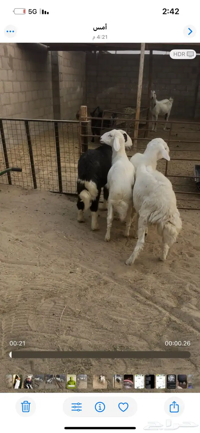 حري ونجدي وتيوس 2