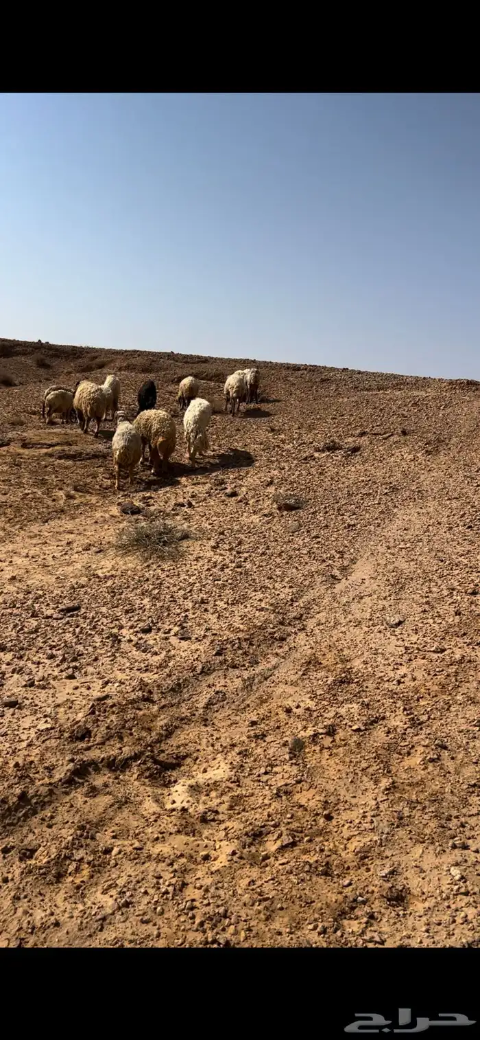 غنم نعيم مضاريع 1