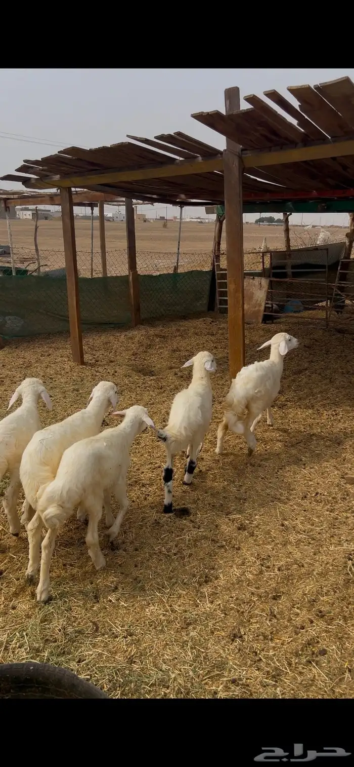 بهم تربية تم البيع 0