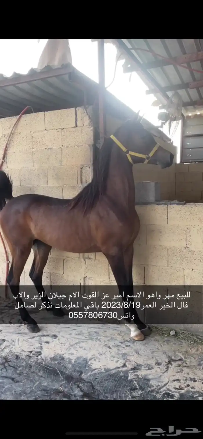 للبيع مهر واهو شييخ 0