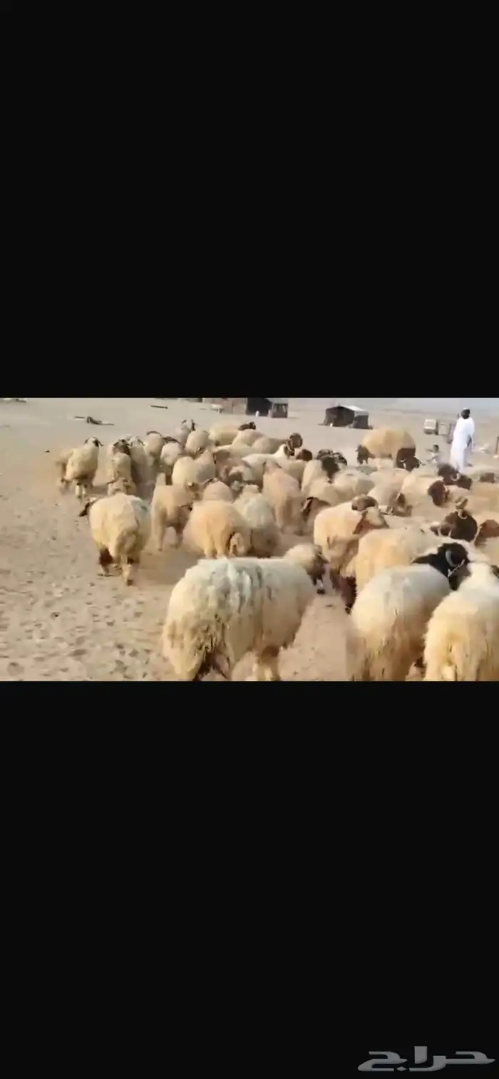 للبيع طليان نعيمي مقفله شحم 6