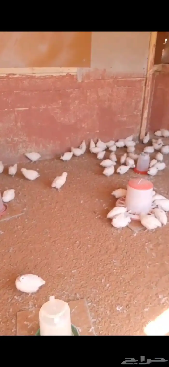 بيض سمان تكساس مخصب 2