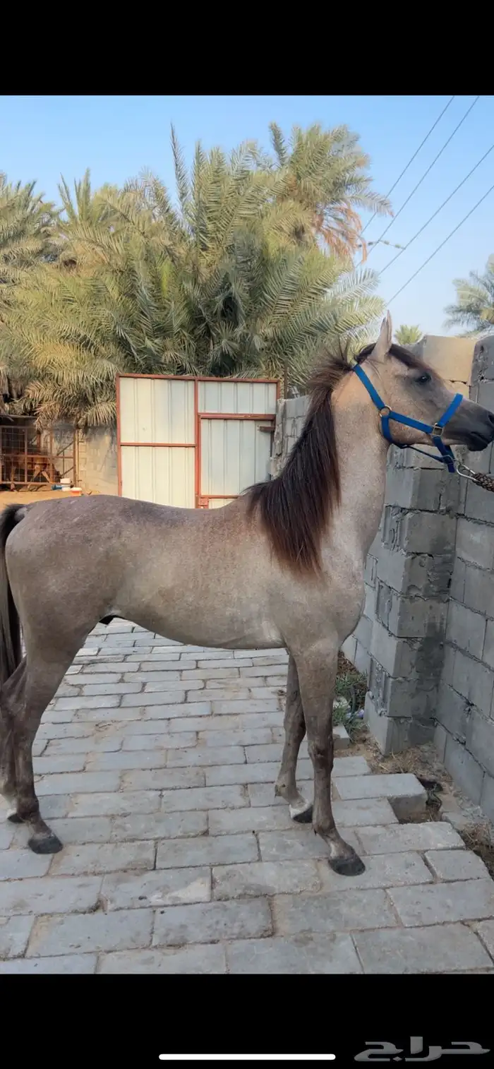 مهر واهو اشعل 0