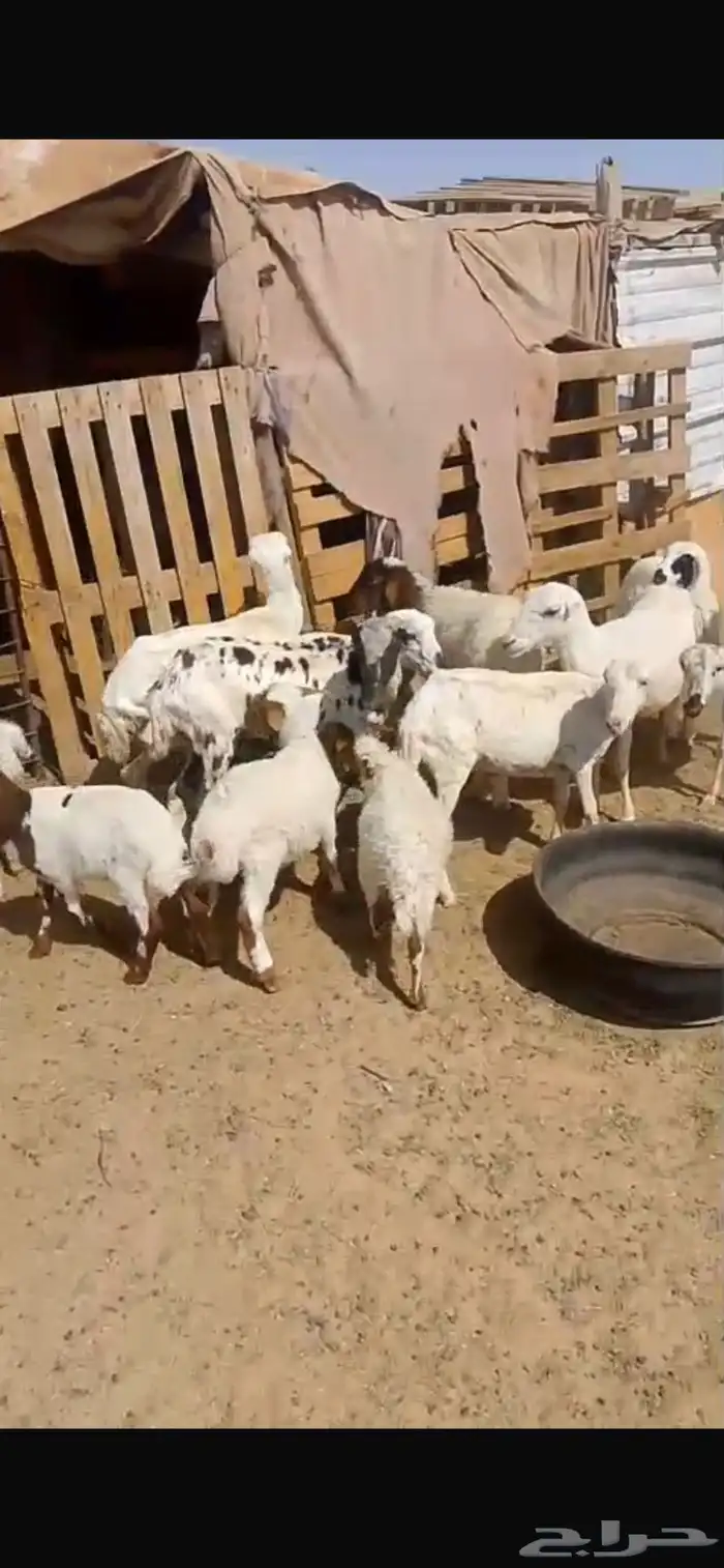 شياه رفيديات 0