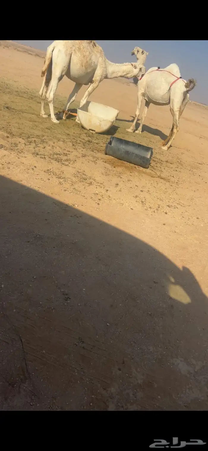 للبيع رمانيه فوق البداوه معشر 1