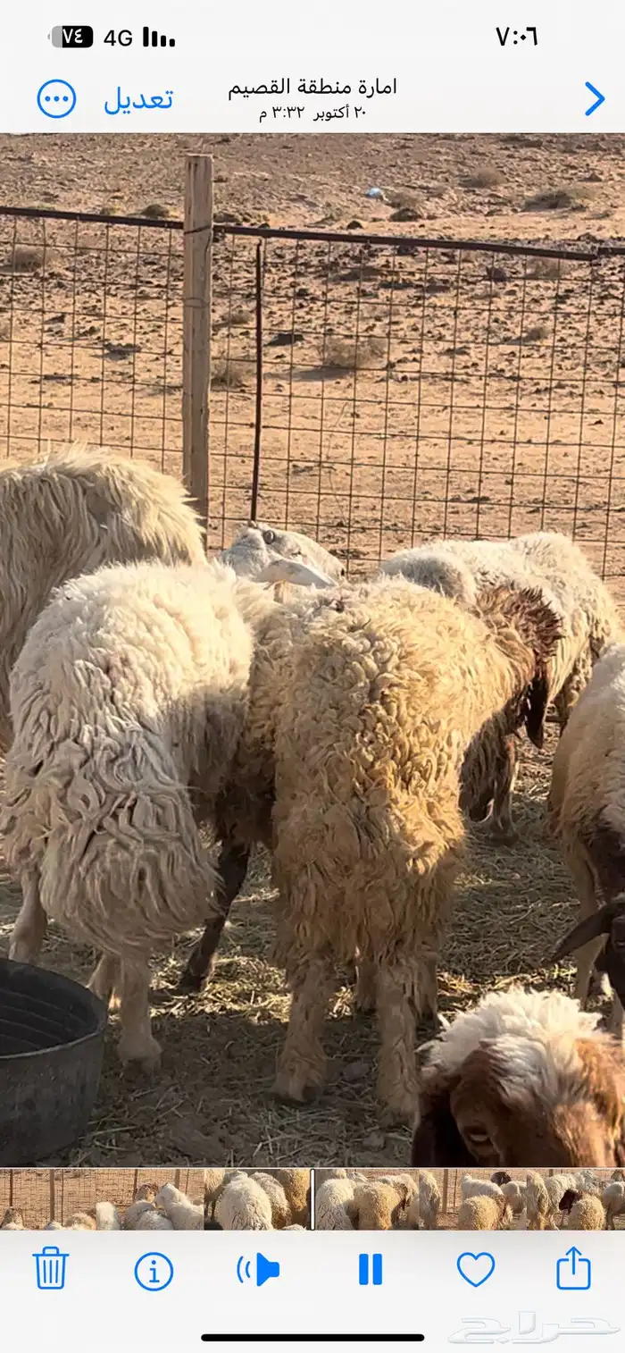 غنم نعيم مضاريع 4