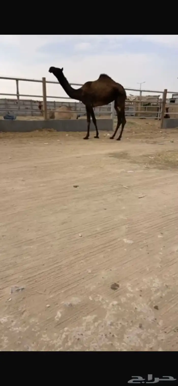 بكره مجهم سلم العذاربب 0