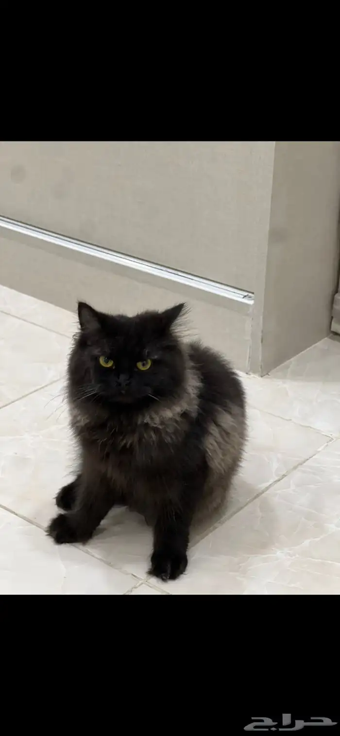 قطوه للتبني 0