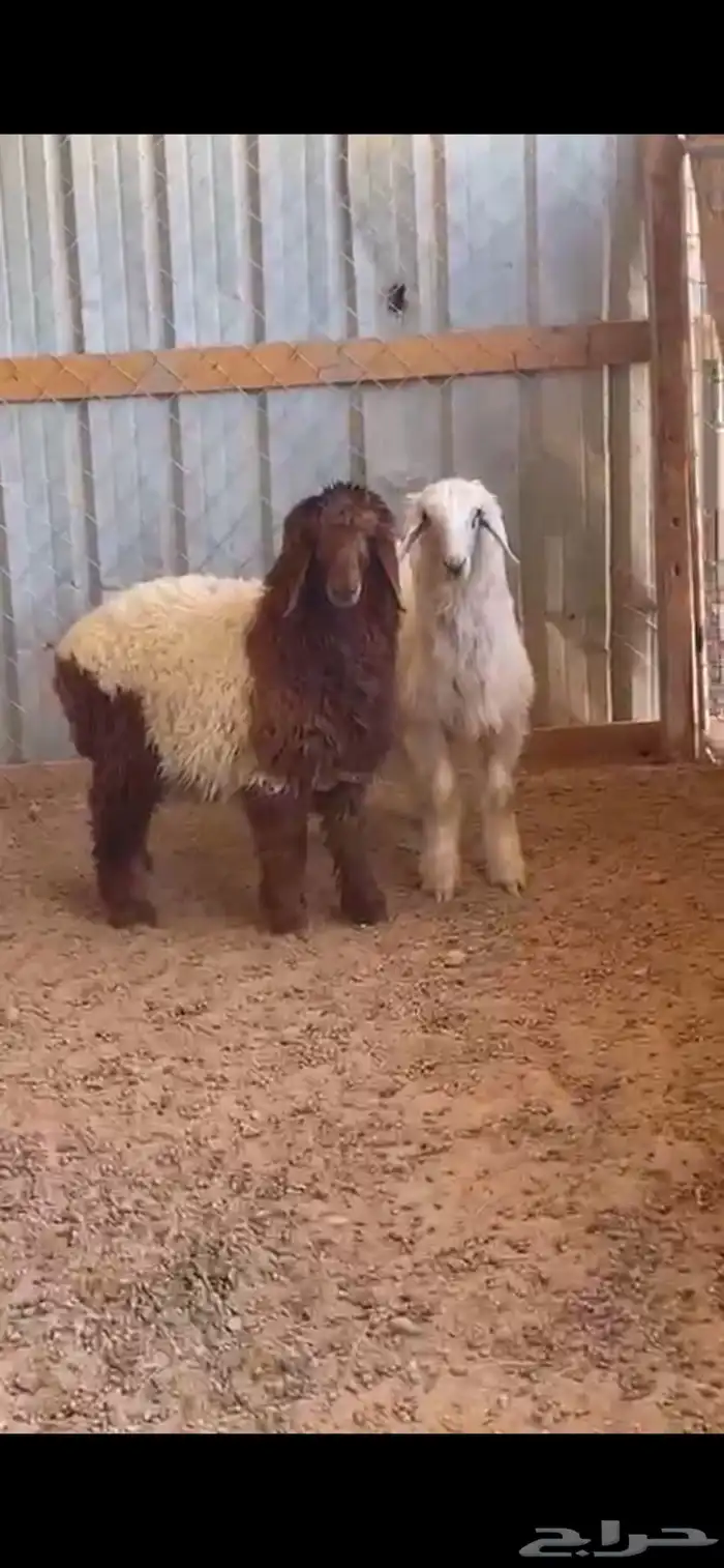 خروف نجدي. ورخله. نعيم. العمر 5 اشهر. البيع 2400ريال 1