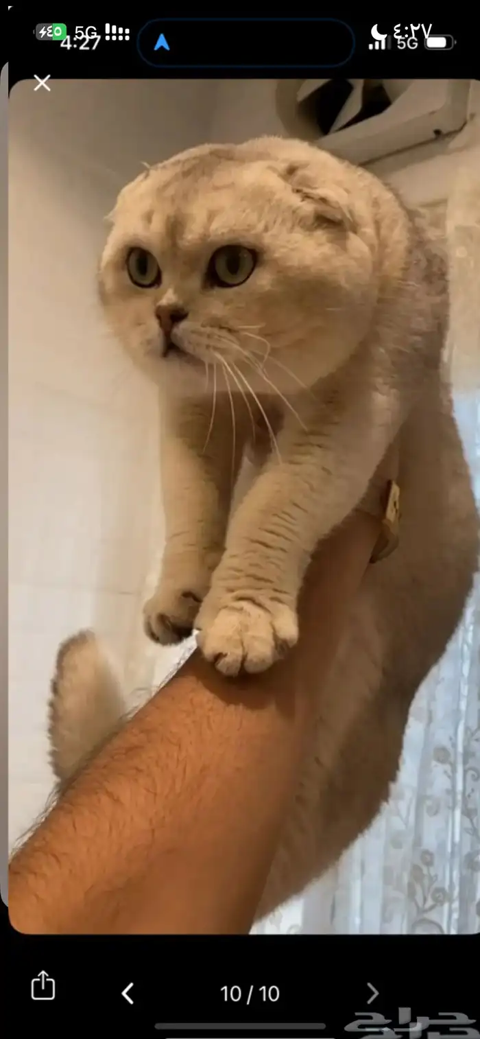 كيتن سكوتش دبل فولد 3