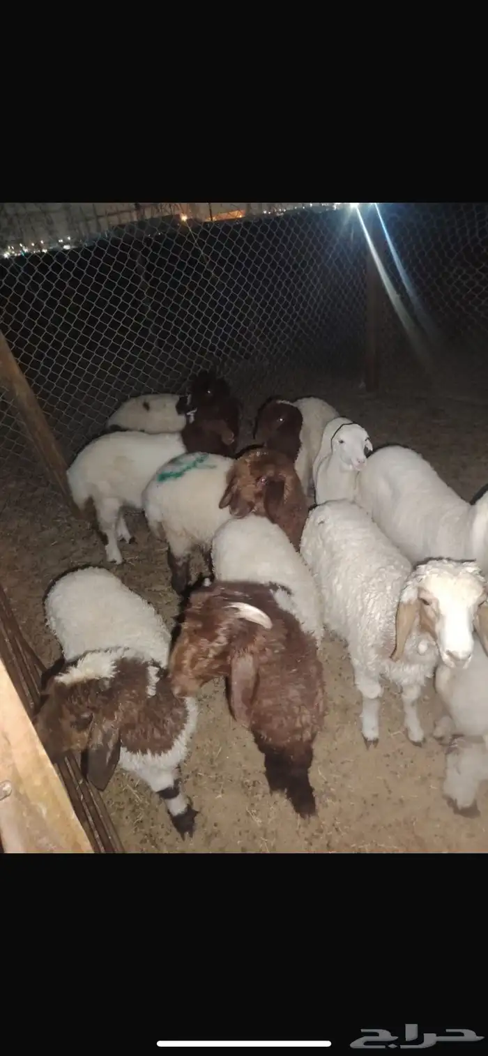غنم نعيم وحري هرافي 5