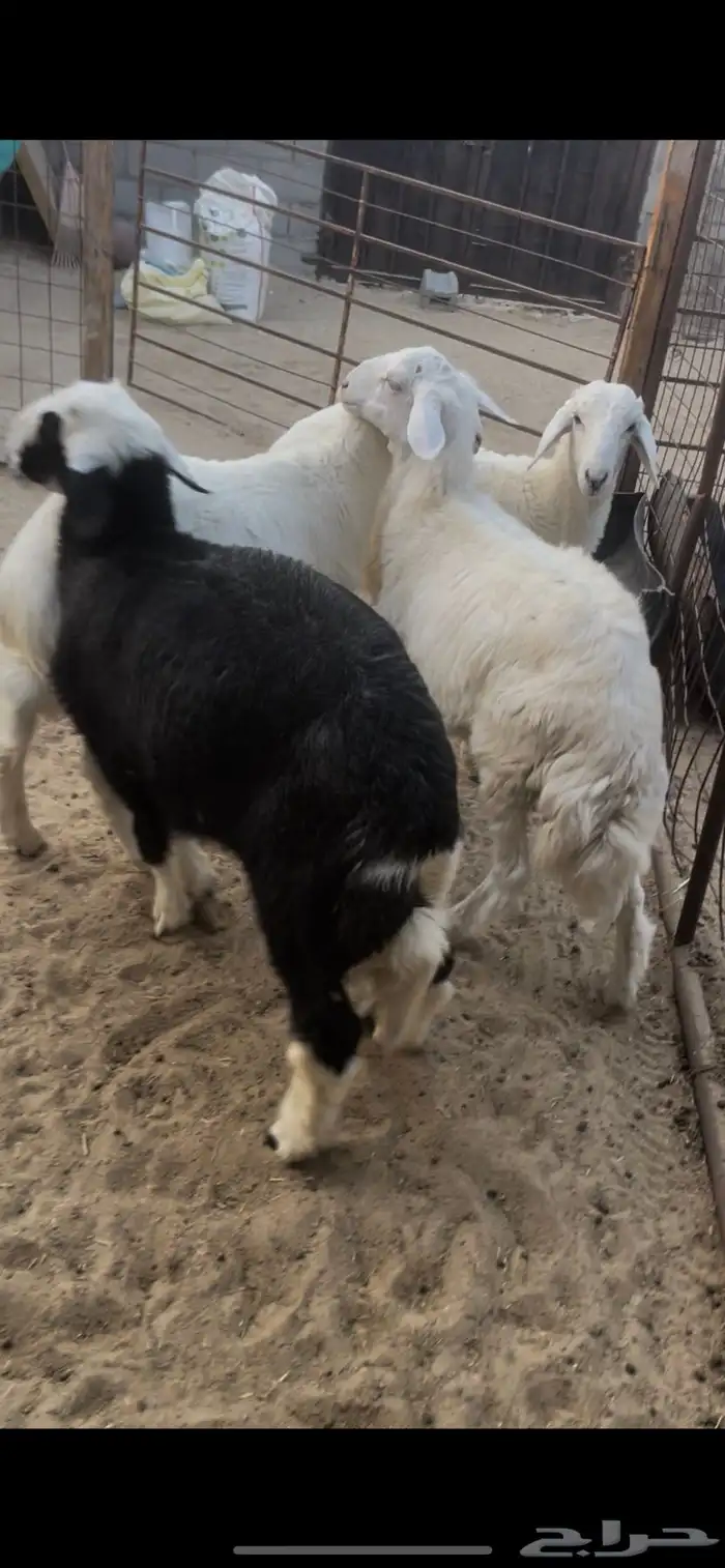 حري ونجدي وتيوس 3