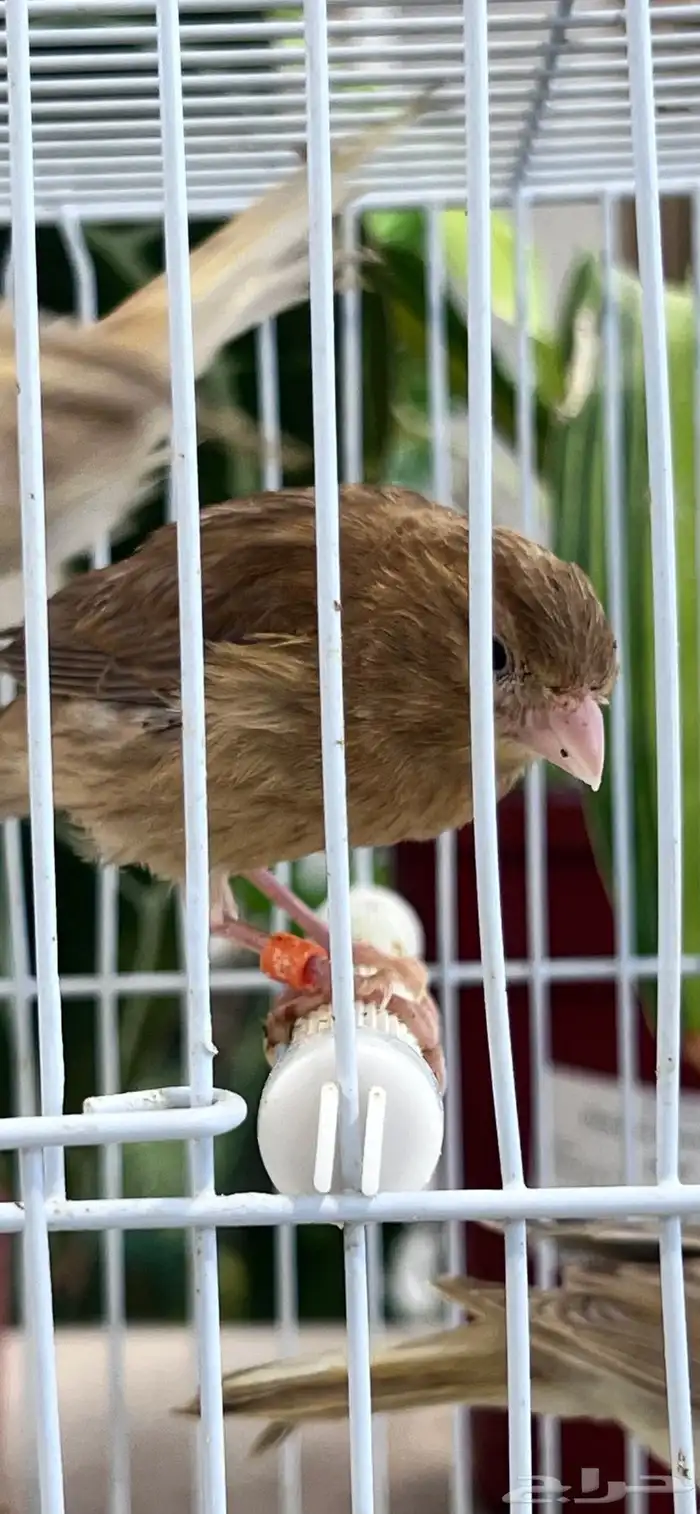 4 فروخ كناري ( تم البيع ) 0