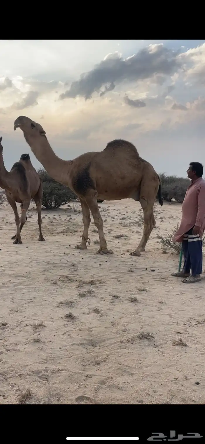 للبيع البعير الحمر الكفو 0