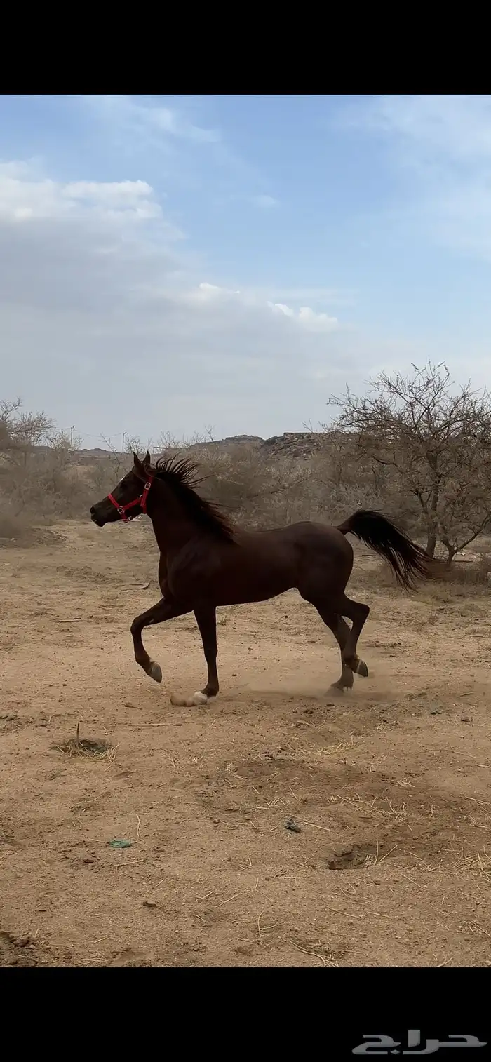 حصان فاخر للبيع 1