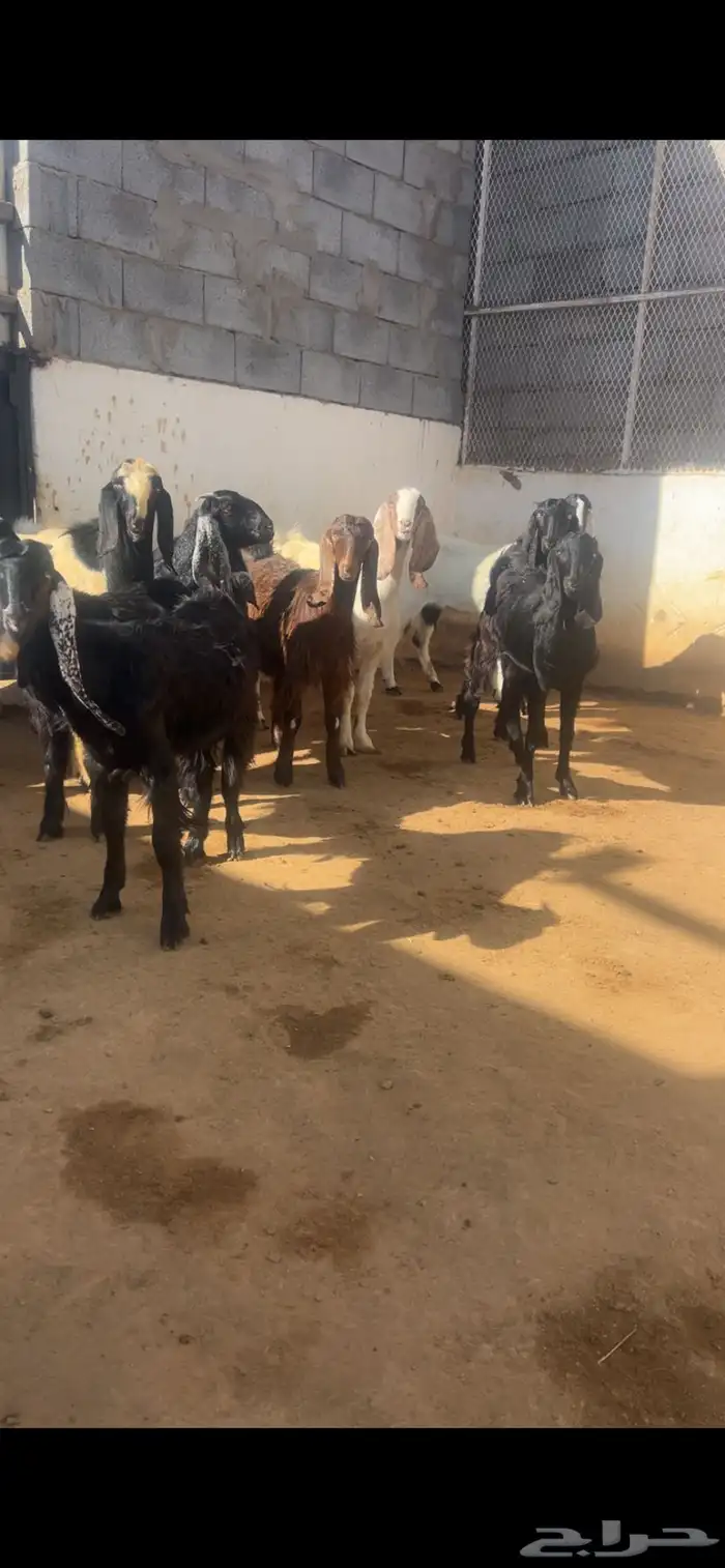 معزا مع فحلها مشاريك فواخر 1