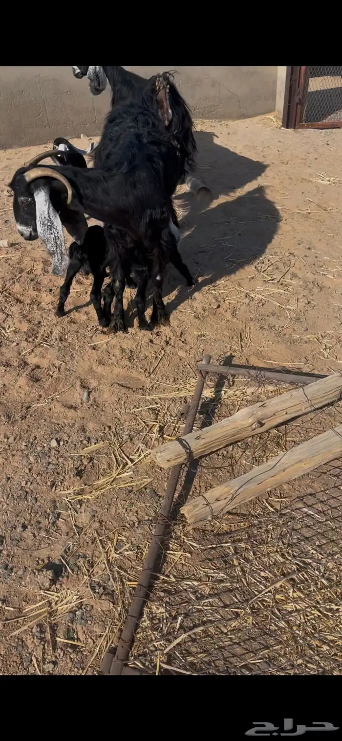 معزا خلفات 1