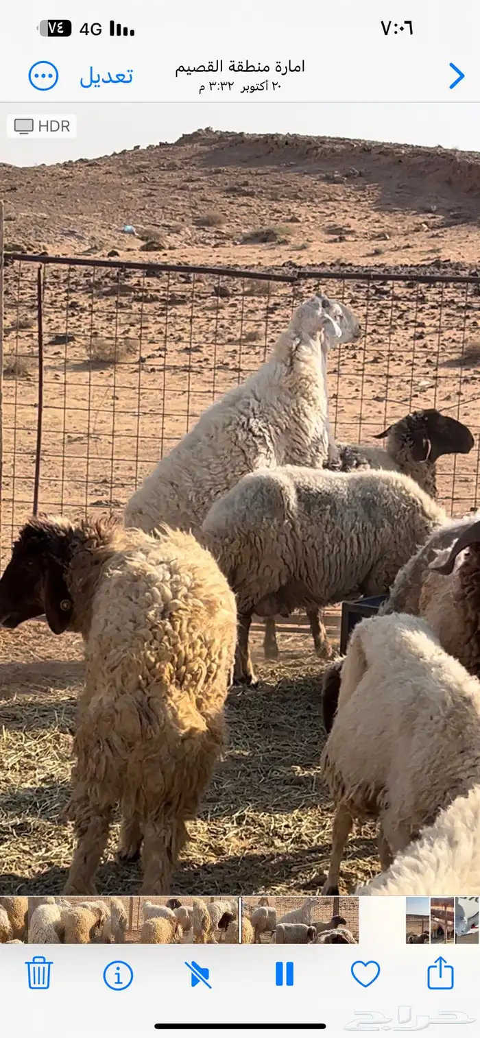 غنم نعيم مضاريع 3