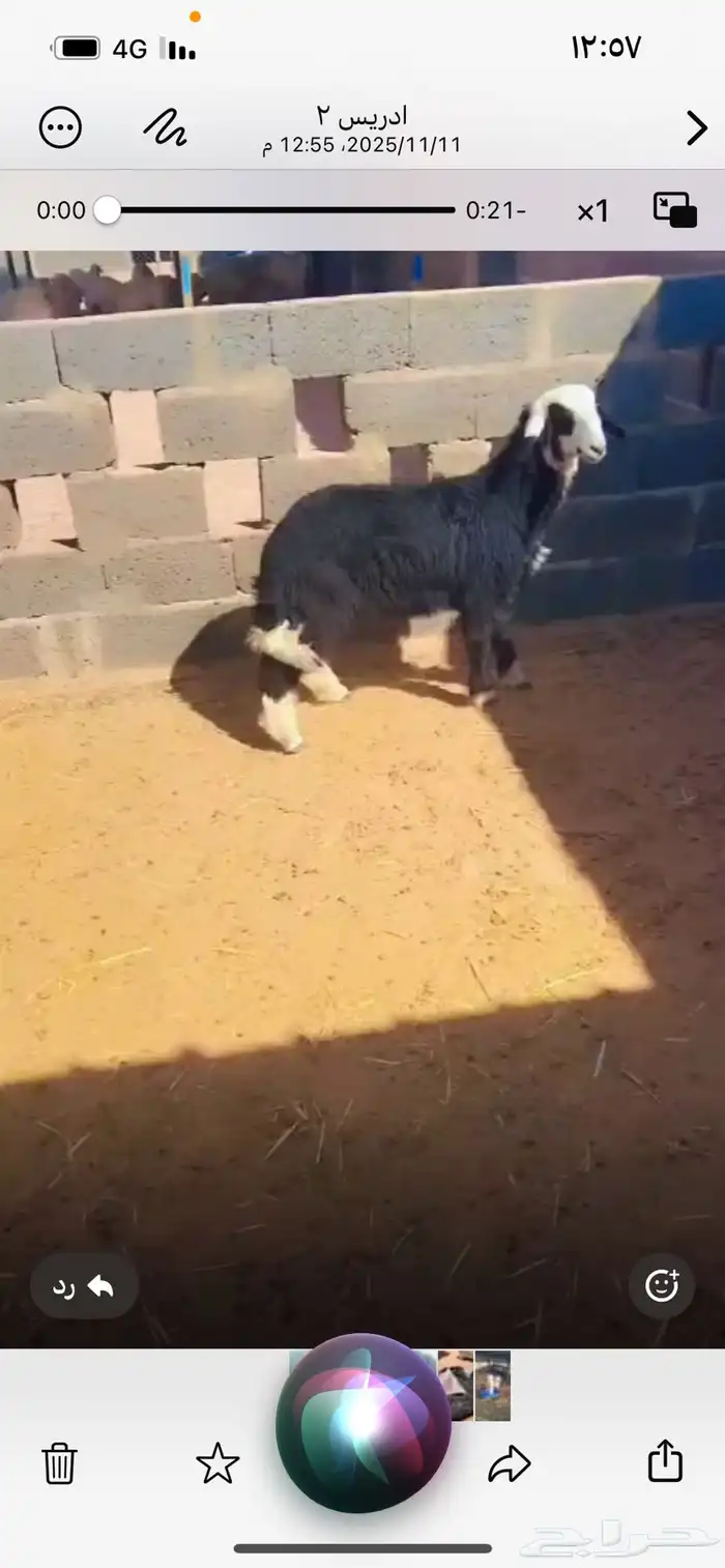 رخل نجديه ذبيحه 1