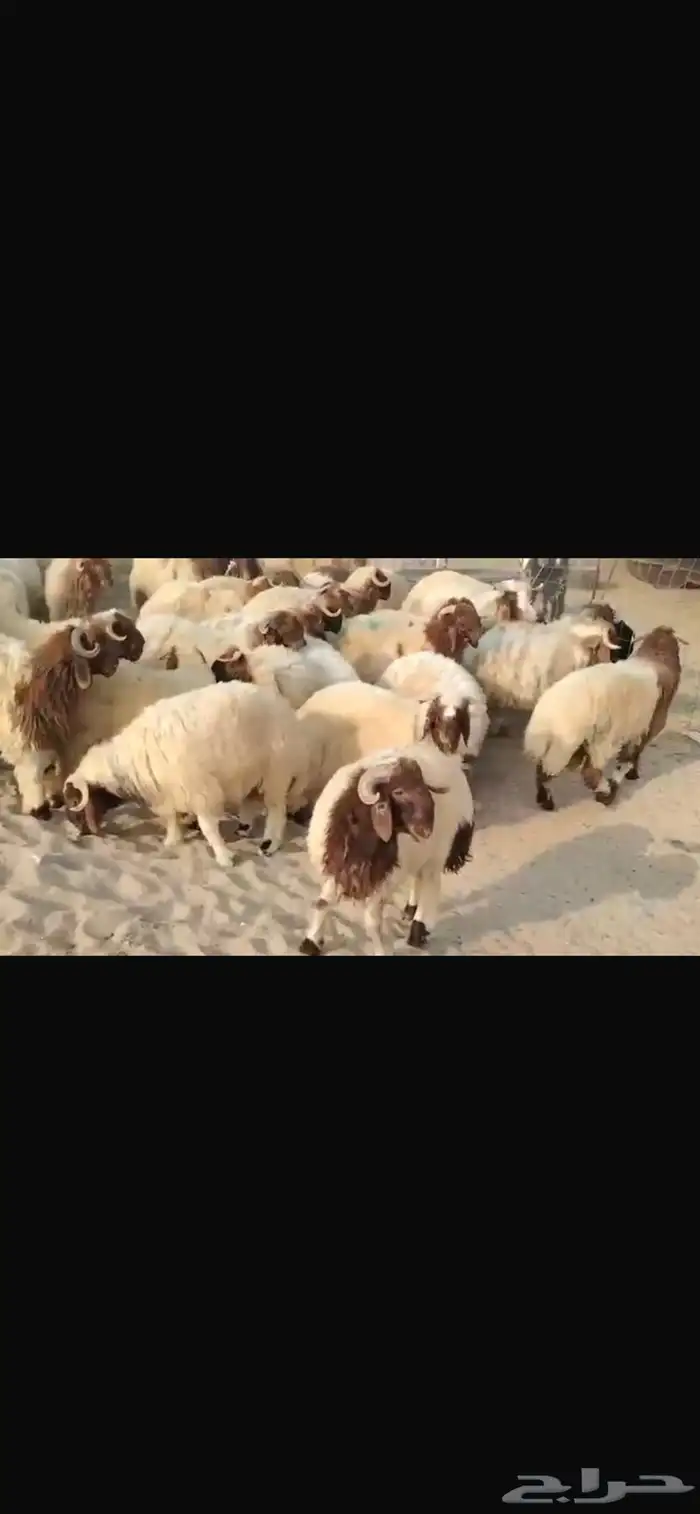 للبيع طليان نعيمي مقفله شحم 5