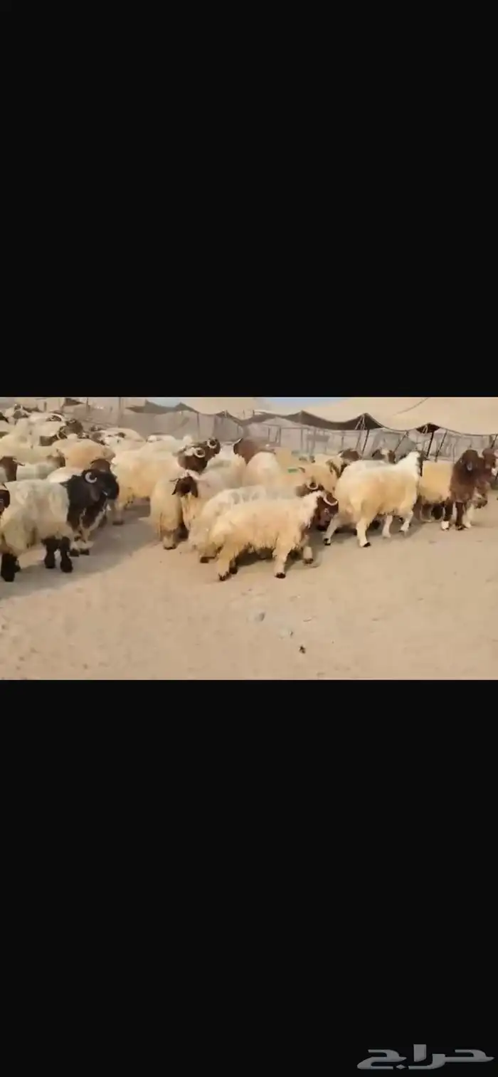 للبيع طليان نعيمي مقفله شحم 2