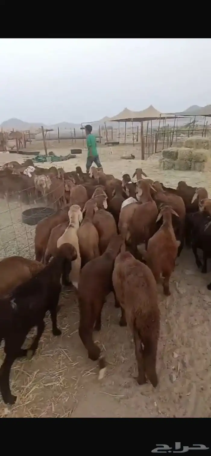 للبيع طليان سواكن حمريه 1