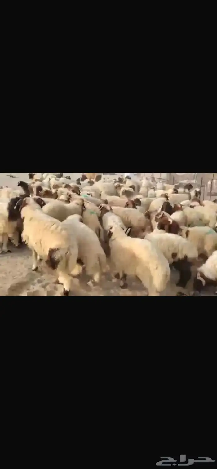 للبيع طليان نعيمي مقفله شحم 1