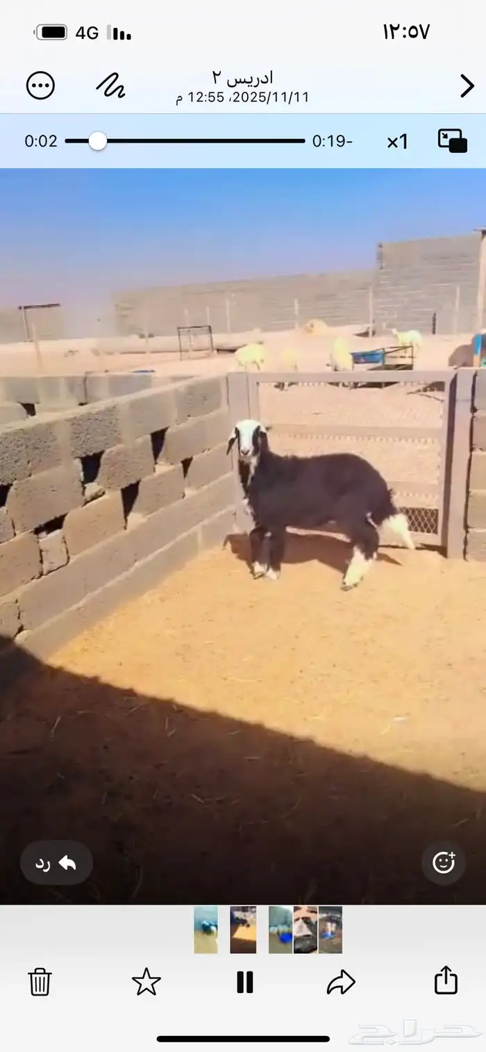 رخل نجديه ذبيحه 0