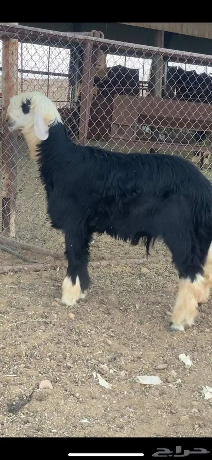 فحل نجدي جذع 8