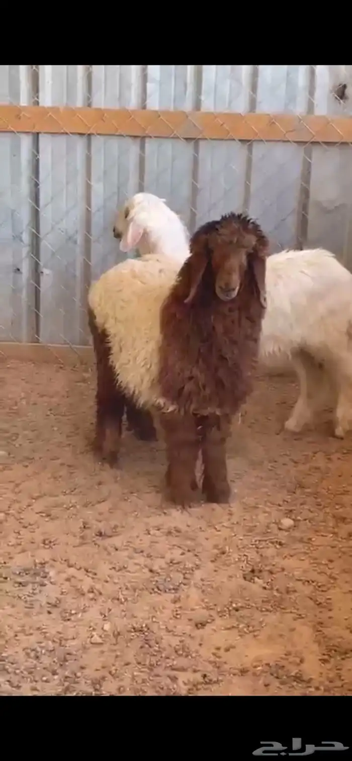 خروف نجدي. ورخله. نعيم. العمر 5 اشهر. البيع 2400ريال 4