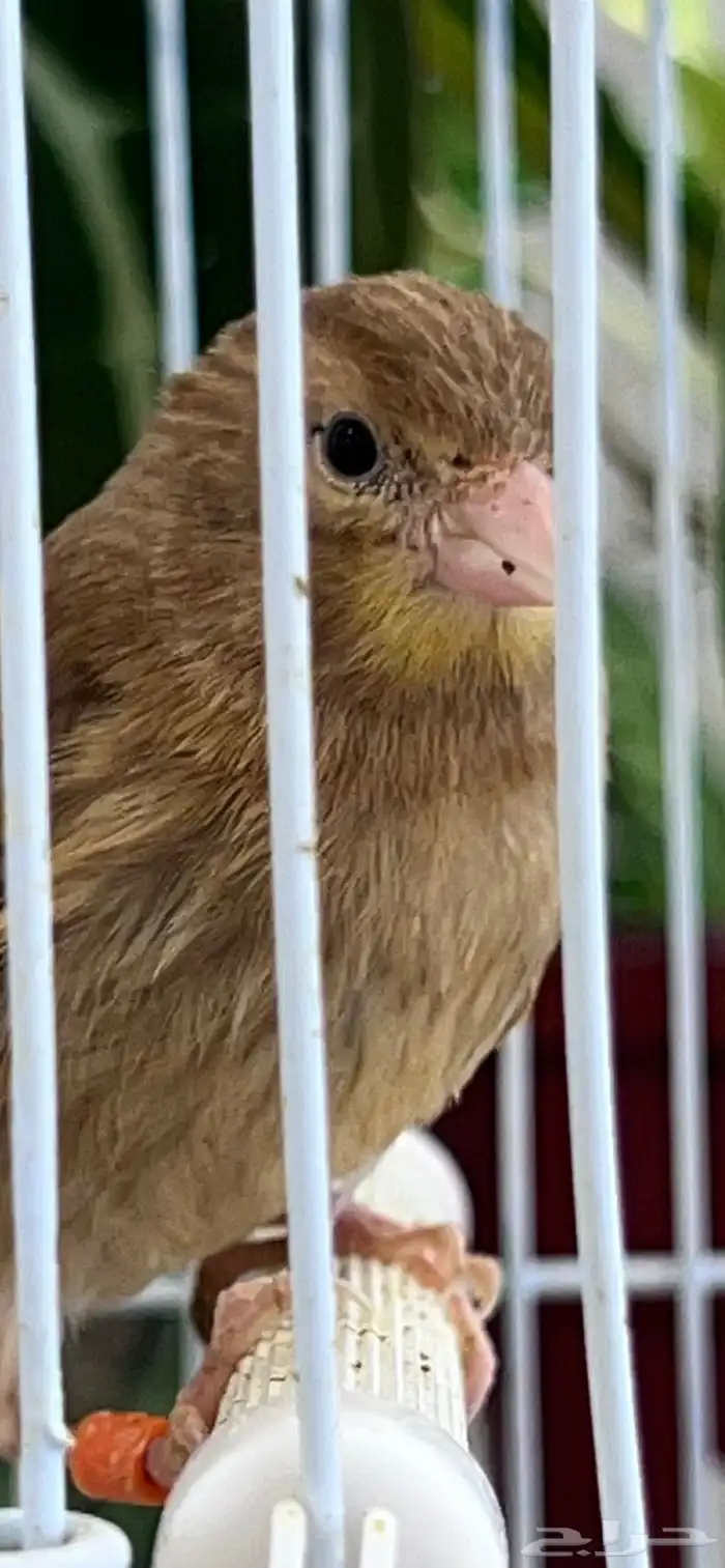 4 فروخ كناري ( تم البيع ) 5