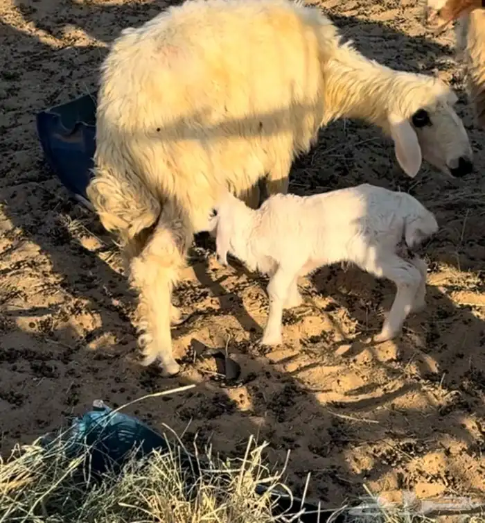 غنم شاه خلفه 0