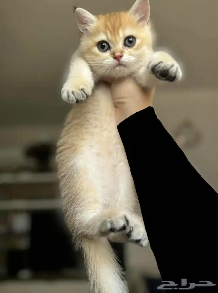 سكوتش ستريت Scottish straight 2