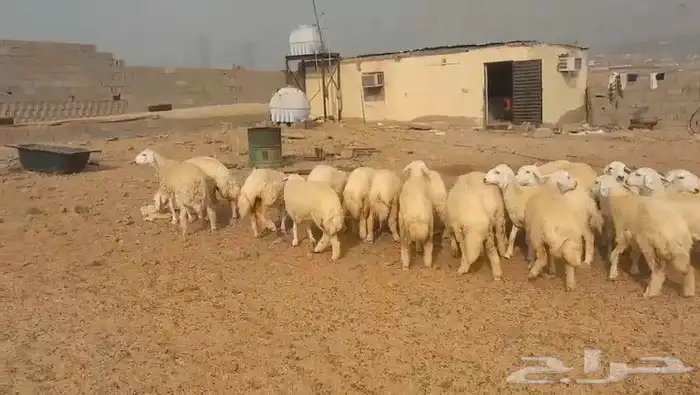 حريات مراح واحد طيبات بالحيل ذبايح جزله او مقاني 7