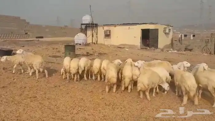 حريات مراح واحد طيبات بالحيل ذبايح جزله او مقاني 6