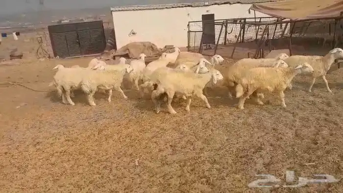 حريات مراح واحد طيبات بالحيل ذبايح جزله او مقاني 9