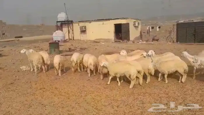 حريات مراح واحد طيبات بالحيل ذبايح جزله او مقاني 10