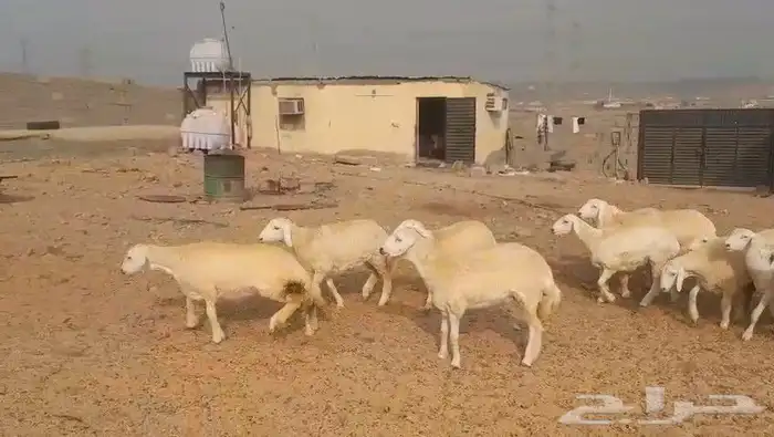 حريات مراح واحد طيبات بالحيل ذبايح جزله او مقاني 5