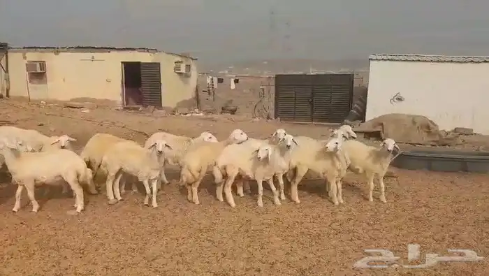 حريات مراح واحد طيبات بالحيل ذبايح جزله او مقاني 8