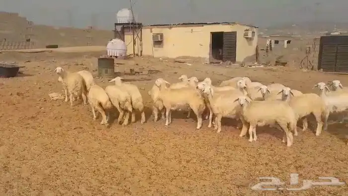 حريات مراح واحد طيبات بالحيل ذبايح جزله او مقاني 11