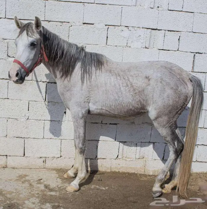 مهره شعبيه 2