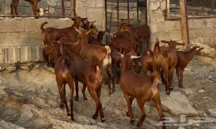 معزا دهم صنف ماشاء الله 8