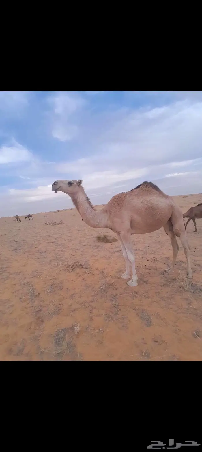 باتليه عجاريديه لقيه 0