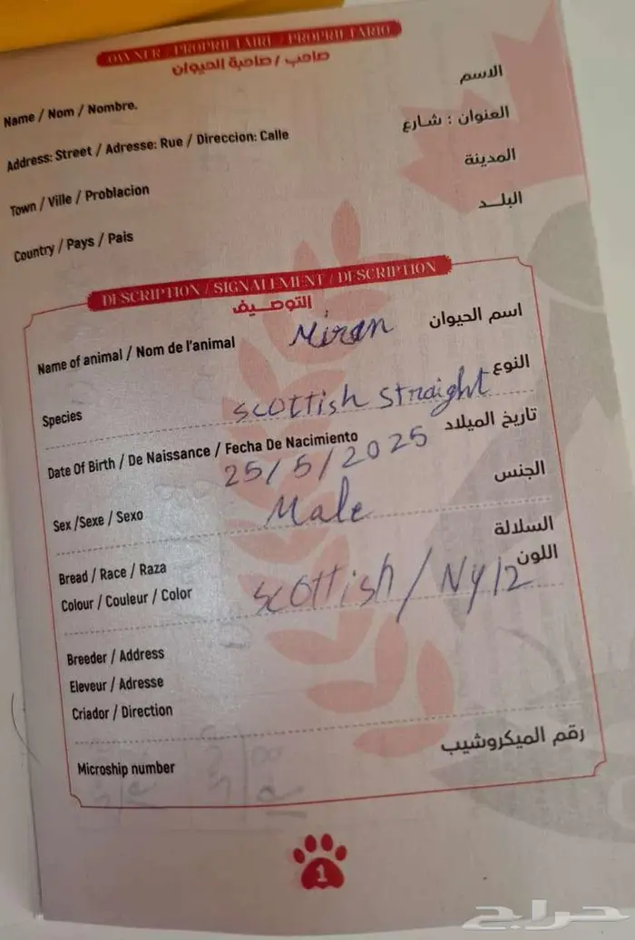 للبيع قط سكوتش ستريت وكيتن تربل فولد 9