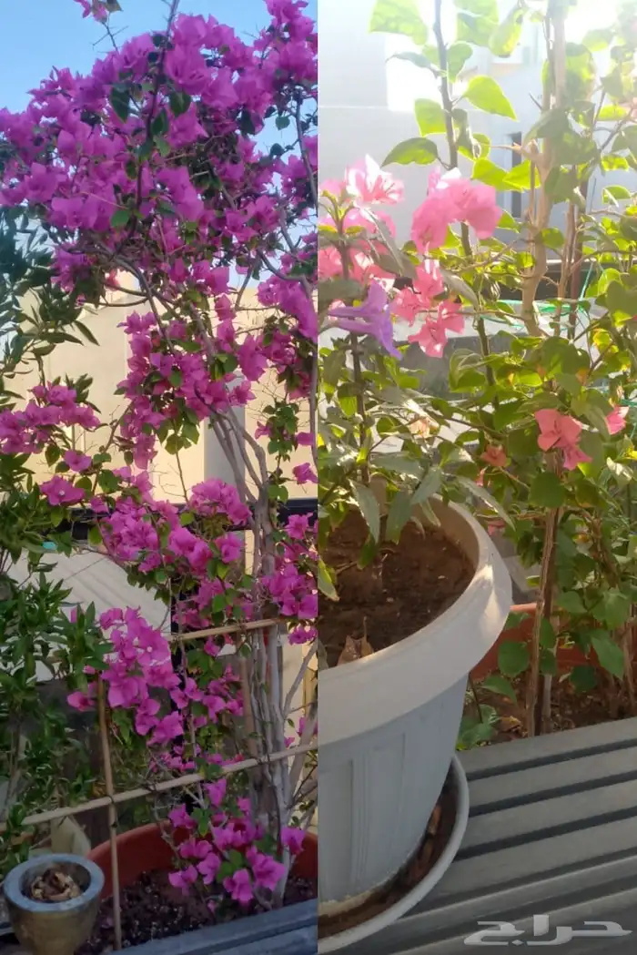 مشتل تنسيق حدائق 2