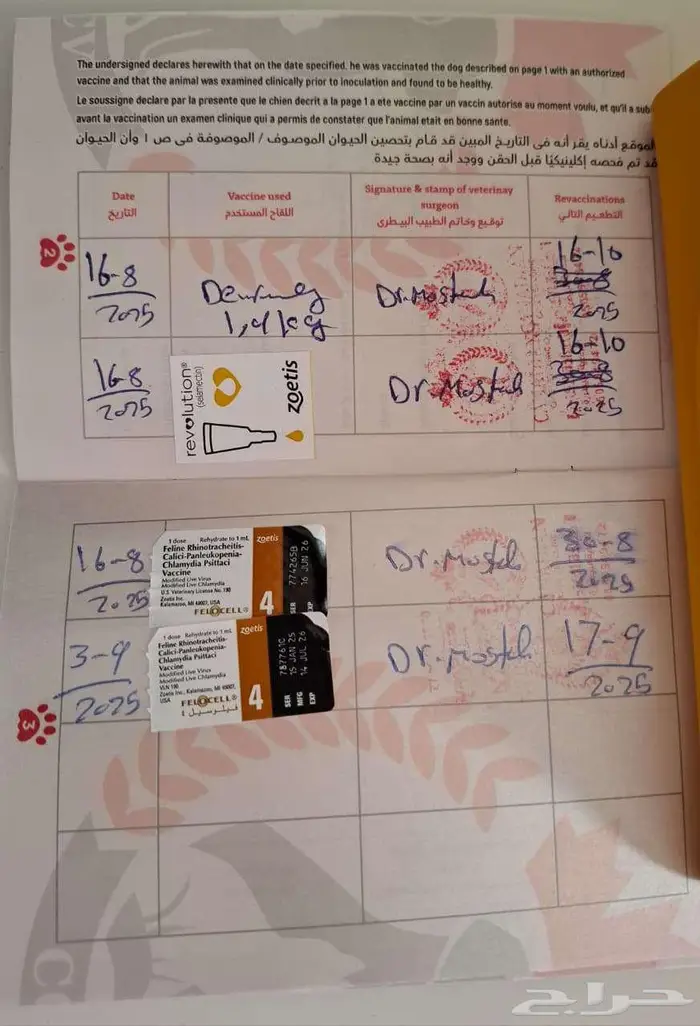 للبيع قط سكوتش ستريت وكيتن تربل فولد 8